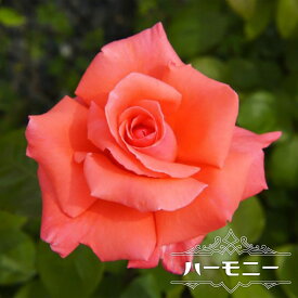 四季咲き強香バラ苗 【ハーモニー】 2年生大苗 【予約販売】12月～翌年1月頃入荷予定