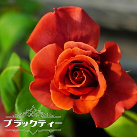 四季咲きバラ苗 【ブラックティー】 2年生大苗 【予約販売】12月～翌年1月頃入荷予定