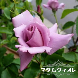 楽天市場 トゲ なし 薔薇の通販