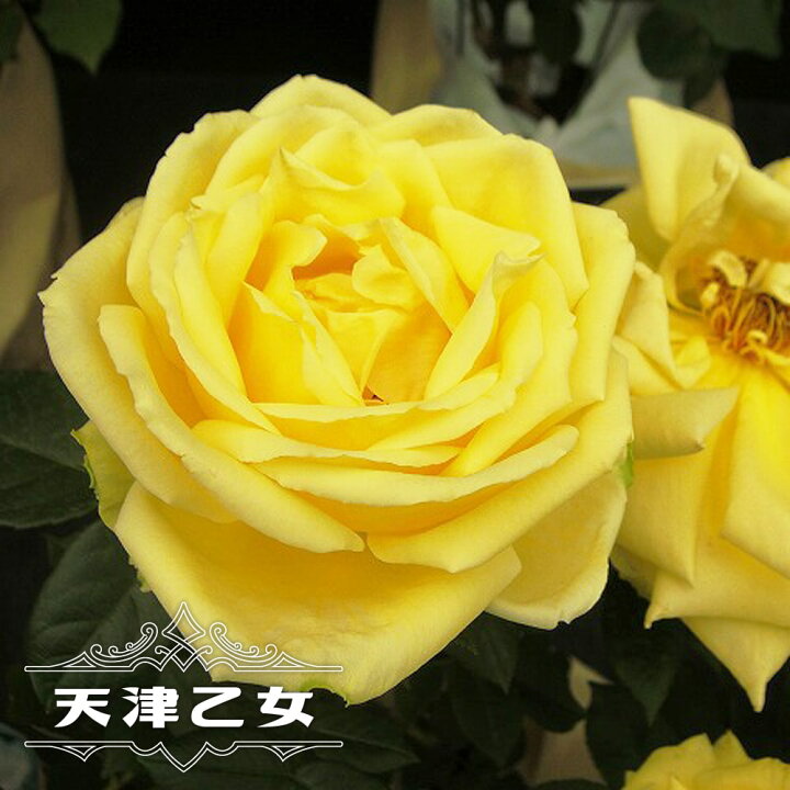 楽天市場 四季咲きバラ苗 天津乙女 1年生新苗 苗木部 ｂｙ 花ひろばオンライン