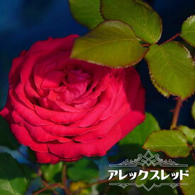 楽天市場 赤 バラ 強香の通販