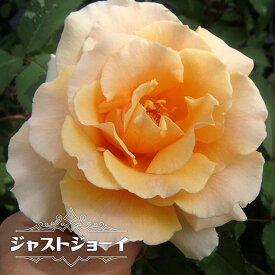 四季咲き強香バラ苗 【ジャストジョーイ】 1年生 新苗 【予約販売】4月中旬頃入荷予定