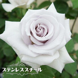 四季咲きバラ苗 【ステンレススチール】 2年生大苗 6号ポット 【予約販売】12月～翌年1月頃入荷予定