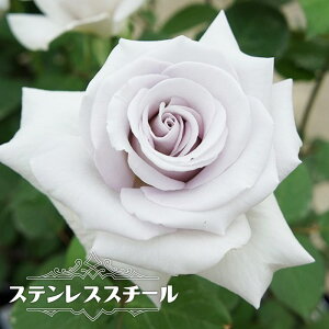 四季咲き 強香 バラ 苗の人気商品 通販 価格比較 価格 Com