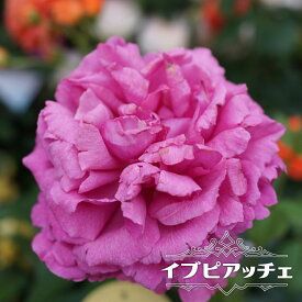 楽天市場 鉢植え シャクヤクの通販