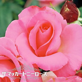 楽天市場 バラ 強香 四季咲きの通販