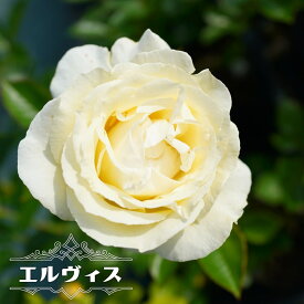楽天市場 白 バラ 強香の通販
