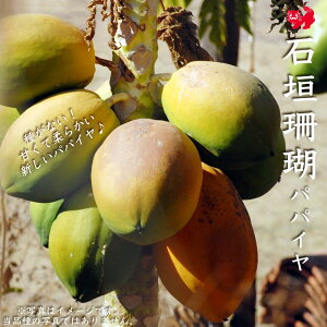 yΊ_Xz 햳ppCc 4|bgc ꌧY o^iEio^