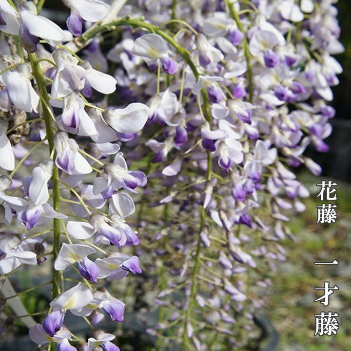 楽天市場 花藤 一才藤 2年生 接木 6号ポット苗 苗木部 ｂｙ 花ひろばオンライン