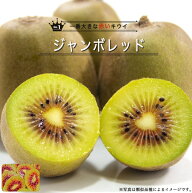キウイ 苗木セット 【ジャンボレッド デリシャス】 赤系メス 1年生接木苗 単品 or 受粉樹セット 【予約販…