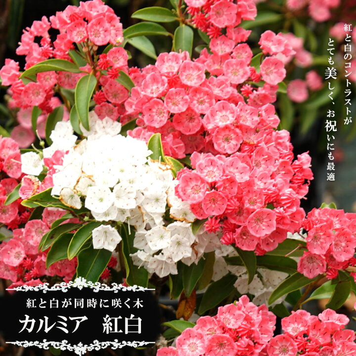 楽天市場 花芽付き 二色咲きカルミア 紅白 根巻き大苗 苗木部 ｂｙ 花ひろばオンライン