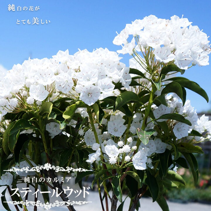 楽天市場 花芽付き カルミア 白 スティールウッド 根巻き大苗 苗木部 ｂｙ 花ひろばオンライン
