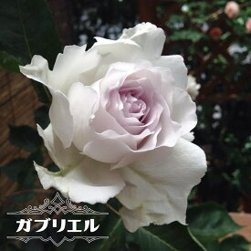 四季咲き強香バラ苗 【ガブリエル】 2年生大苗 【予約販売】1月下旬以降入荷予定