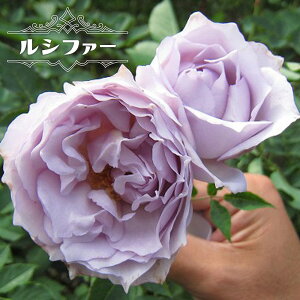 四季咲き 強香 バラ 苗の人気商品 通販 価格比較 価格 Com