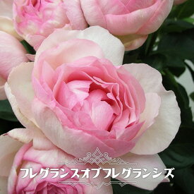 楽天市場 イブピアッチェ 苗の通販