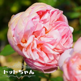 【バラ苗】 トットちゃん （大輪） （河本バラ園) 大苗 6号ポット 四季咲き ピンク 強香