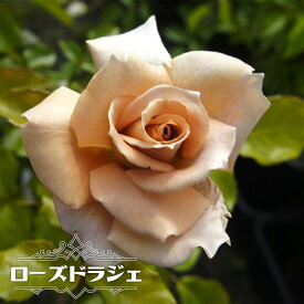 楽天市場 苗 バラ ミカエルの通販