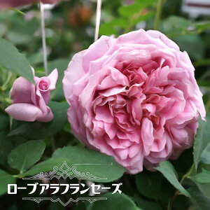 lG炫oc y[uAtZ[Yz 2Nc 6|bg y\̔z1{ȍ~ח\