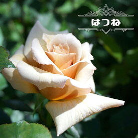 楽天市場 バラ苗 アプリコットの通販