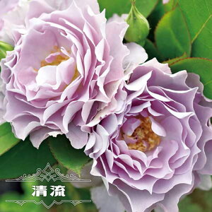 lG炫oc yz 2Nc o^iEio^