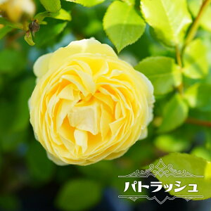 �l�G�炫�o���c �y�p�g���b�V���z 2�N����c �o�^�i��E�i��o�^ �y�\��̔��z1�����{�ȍ~���ח\��