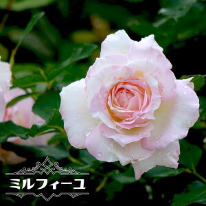 白 薔薇 苗の人気商品 通販 価格比較 価格 Com