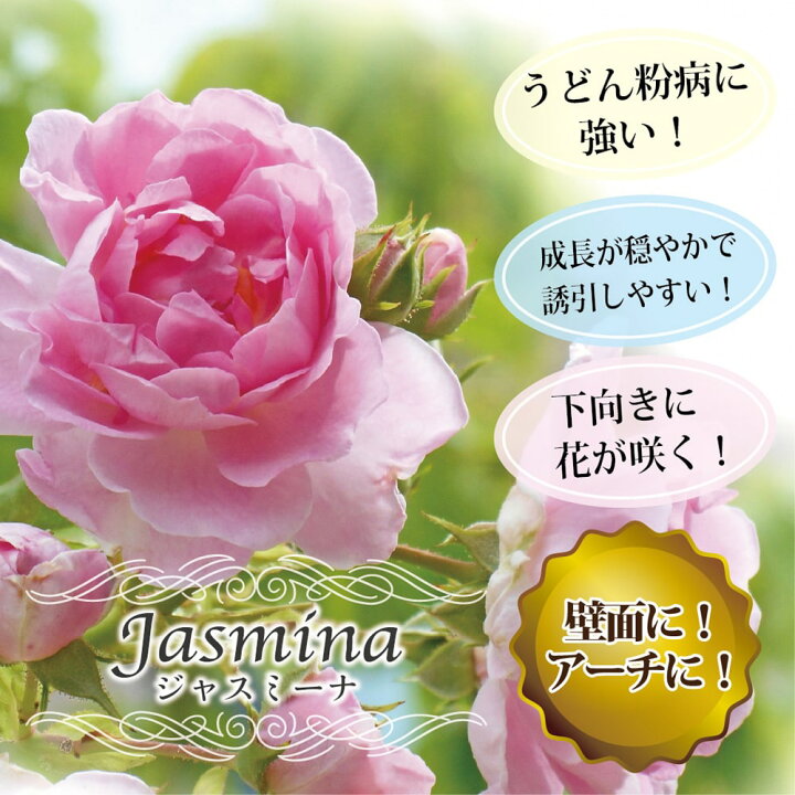 楽天市場 バラ苗 ジャスミーナ 2年生大苗 つるバラ 京成バラ 苗木部 ｂｙ 花ひろばオンライン