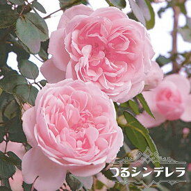 楽天市場 つるバラ 四季咲き 強健の通販