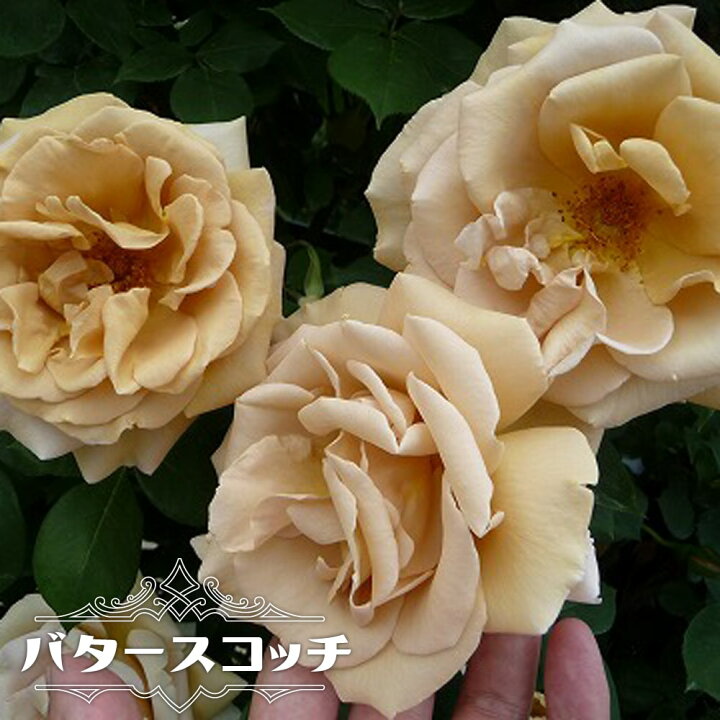 楽天市場 バラ苗 バタースコッチ 長尺苗 つるバラ 京成バラ 四季咲き 黄色 薔薇 大型宅配便 沖縄 離島不可 予約販売9 10月頃入荷予定 苗木部 ｂｙ 花ひろばオンライン
