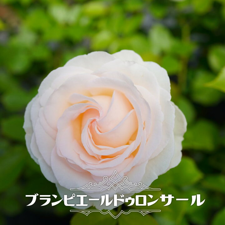 楽天市場 つるバラ ブランピエールドゥロンサール 3年生長尺1 5m苗 苗木部 ｂｙ 花ひろばオンライン