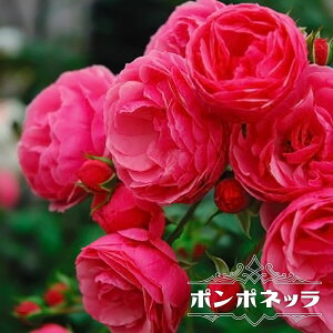 四季咲きつるバラ 【ポンポネッラ】 3年生長尺1.1m苗