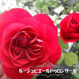 四季咲き 強香 バラ 苗の人気商品 通販 価格比較 価格 Com