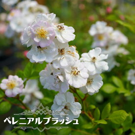 楽天市場 つるバラ 四季咲き半日陰の通販