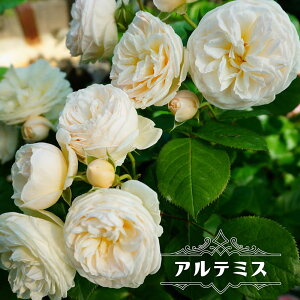 四季咲き 白 つるバラ 苗の通販 価格比較 価格 Com