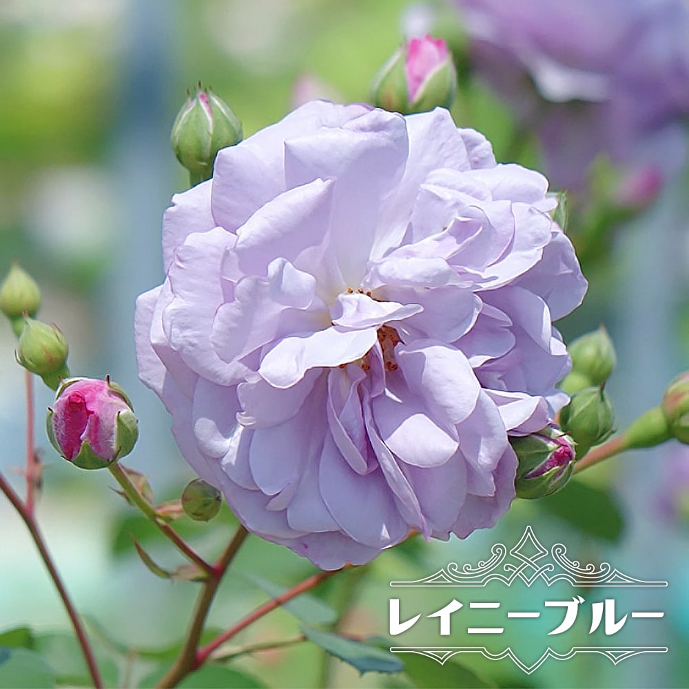 かわいい小葉種 お見舞い 花付きが抜群の紫ピンクのバラ 四季咲き半つるバラ レイニーブルー セール特価 6号ポット 予約販売12～翌1月頃入荷予定 2年生大苗