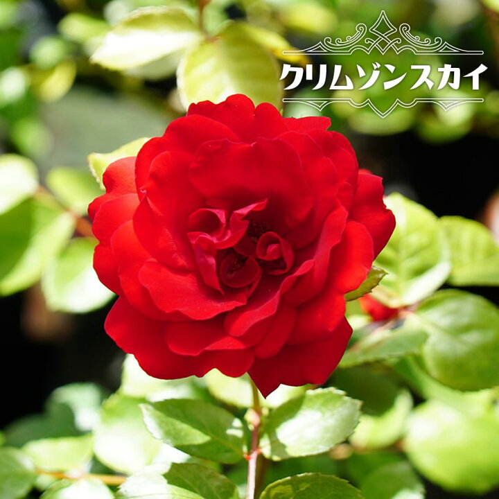 楽天市場 バラ苗 クリムゾンスカイ ２年生大苗 つるバラ 京成バラ 赤色バラ 苗 薔薇 予約販売 12月 翌年1月中に順次入荷 苗木部 ｂｙ 花ひろばオンライン