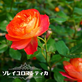 つるバラ 【ソレイユロマンティカ】 3年生長尺1.1m苗