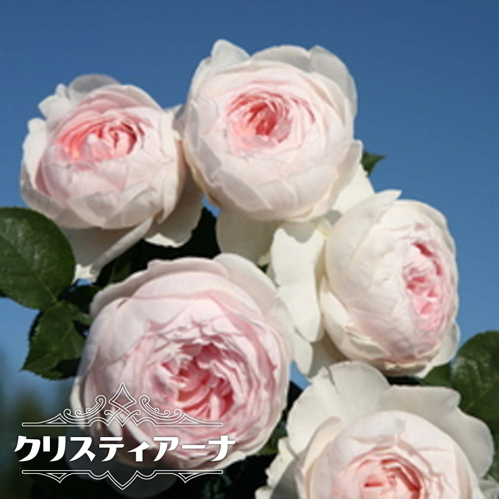 バラ苗 クリスティアーナ 四季咲き ライラックピンク色の可愛らしい品種 大苗 薔薇 クリスティアーナ つる