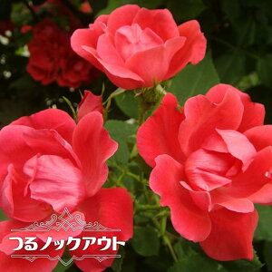 o ymbNAEgz 3N1.5mc o^iEio^ ^zցE卫