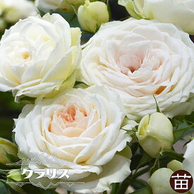 楽天市場 つる バラ 四季咲き 白の通販