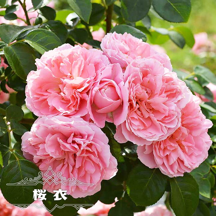 楽天市場 つるバラ 桜衣 2年生大苗 6号ポット 苗木部 ｂｙ 花ひろばオンライン