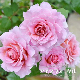 強香つるバラ 【アイスフォーゲル】 2年生大苗 6号ポット 【予約販売】12月～翌年1月頃入荷予定