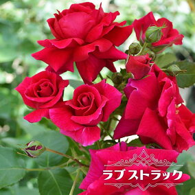 楽天市場 花の苗物 種類 植物 バラ 人気ランキング81位 売れ筋商品