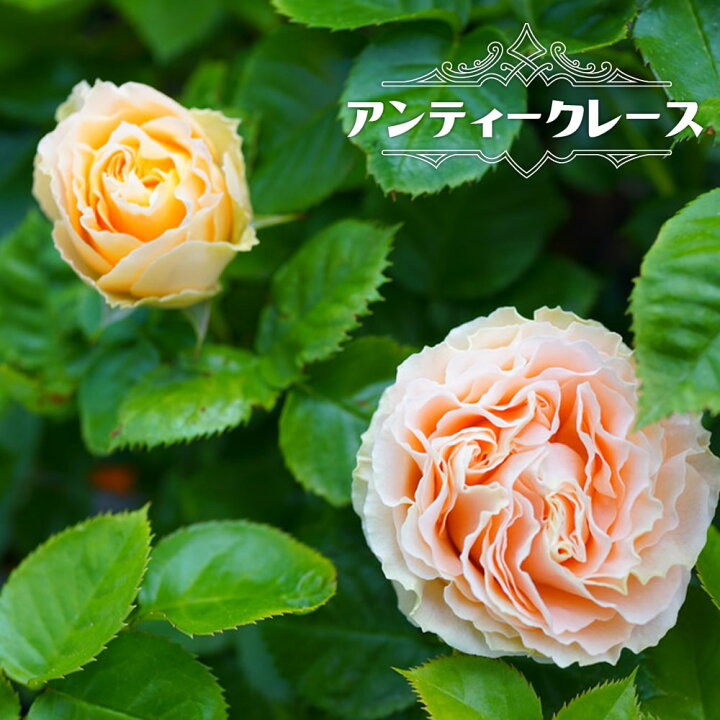 楽天市場 バラ苗 アンティークレース 大苗 木立バラ 京成バラ 四季咲き オレンジ色 バラ 苗 薔薇 苗木部 ｂｙ 花ひろばオンライン