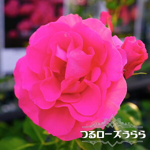 o y郍[Yz 3N1.5mc o^iEio^ ^zցE卫