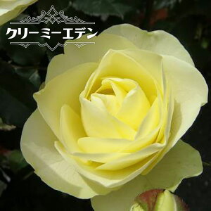 lG炫o yN[~[Gfz 2Nc y\̔z12`N1ח\