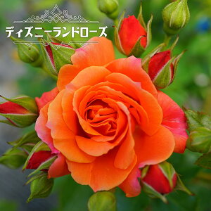 苗 ガーデニング ディズニーの通販 価格比較 価格 Com