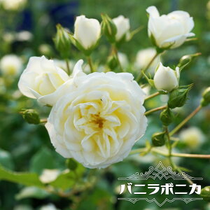 白 薔薇 苗の人気商品 通販 価格比較 価格 Com