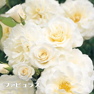 白 薔薇 苗の人気商品 通販 価格比較 価格 Com
