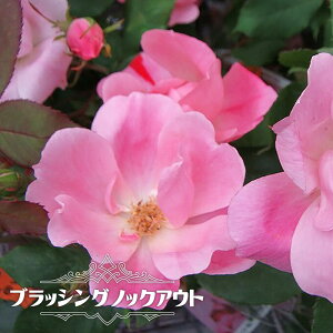 lG炫oc yubVOmbNAEgz 2Nc y\̔z12`N1ח\